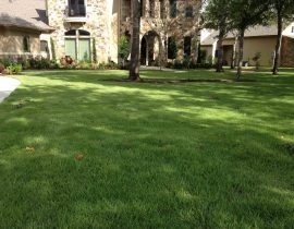 Zoysia Sod is always a good choice and so soft on barefeet