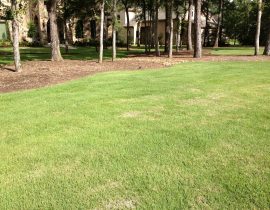 Zoysia sod and natural mulch beds surrounding trees